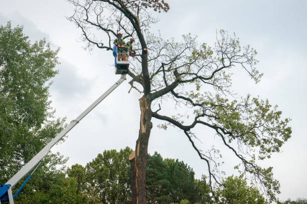 Best Root Management and Removal  in Benton, IL